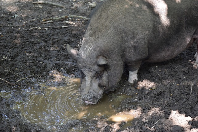 体进攻效率 体进攻效率